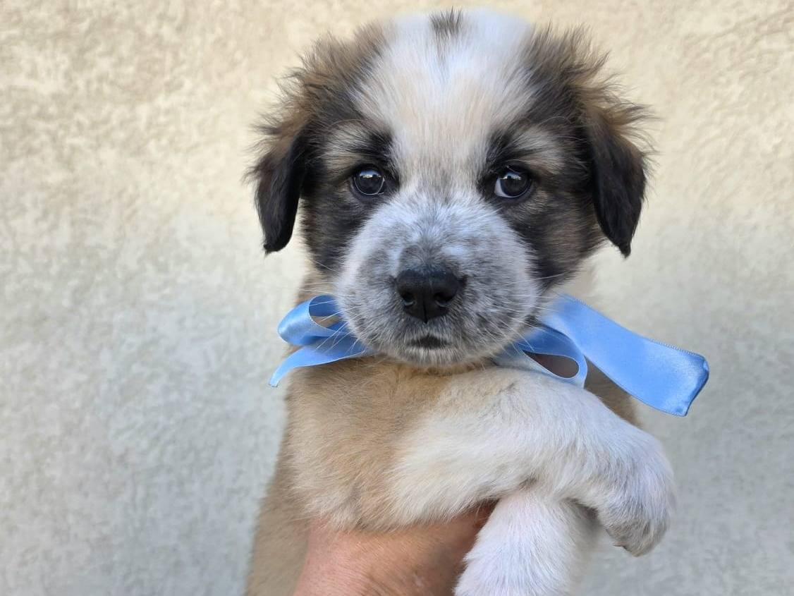 Adotta il cane Sufflé a Taranto