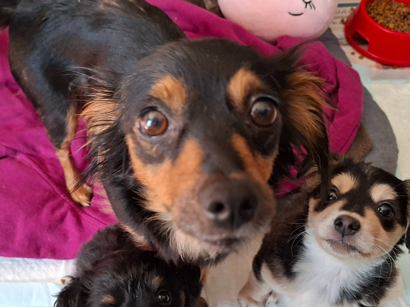 Adozione cane, femmina, Razza sconosciuta Razza sconosciuta, 3 anni e 2 mesi, taglia piccola, Asti