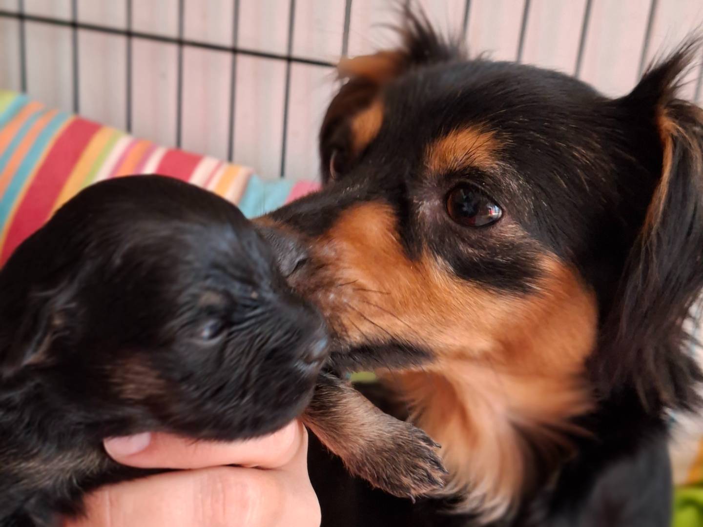 Adotta un cane, femmina, 3 anni e 2 mesi, Asti