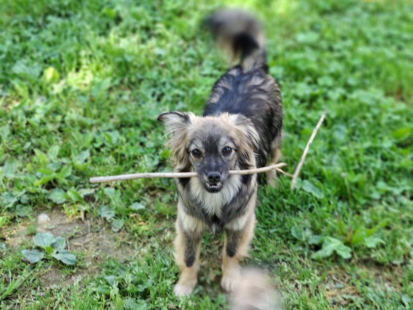 Adozione cane, femmina, Razza sconosciuta Razza sconosciuta, 1 anno e 3 mesi, taglia piccola, Asti