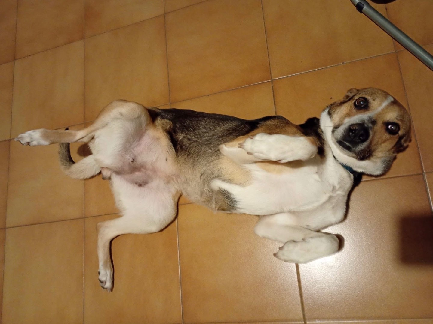 Adozione cane, femmina, Razza sconosciuta Razza sconosciuta, 9 anni, taglia media, Milano