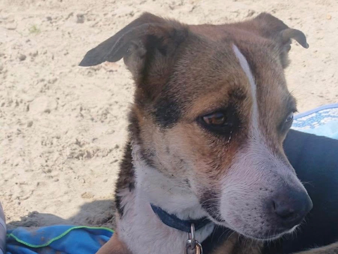 Adotta un cane, femmina, 9 anni, Milano