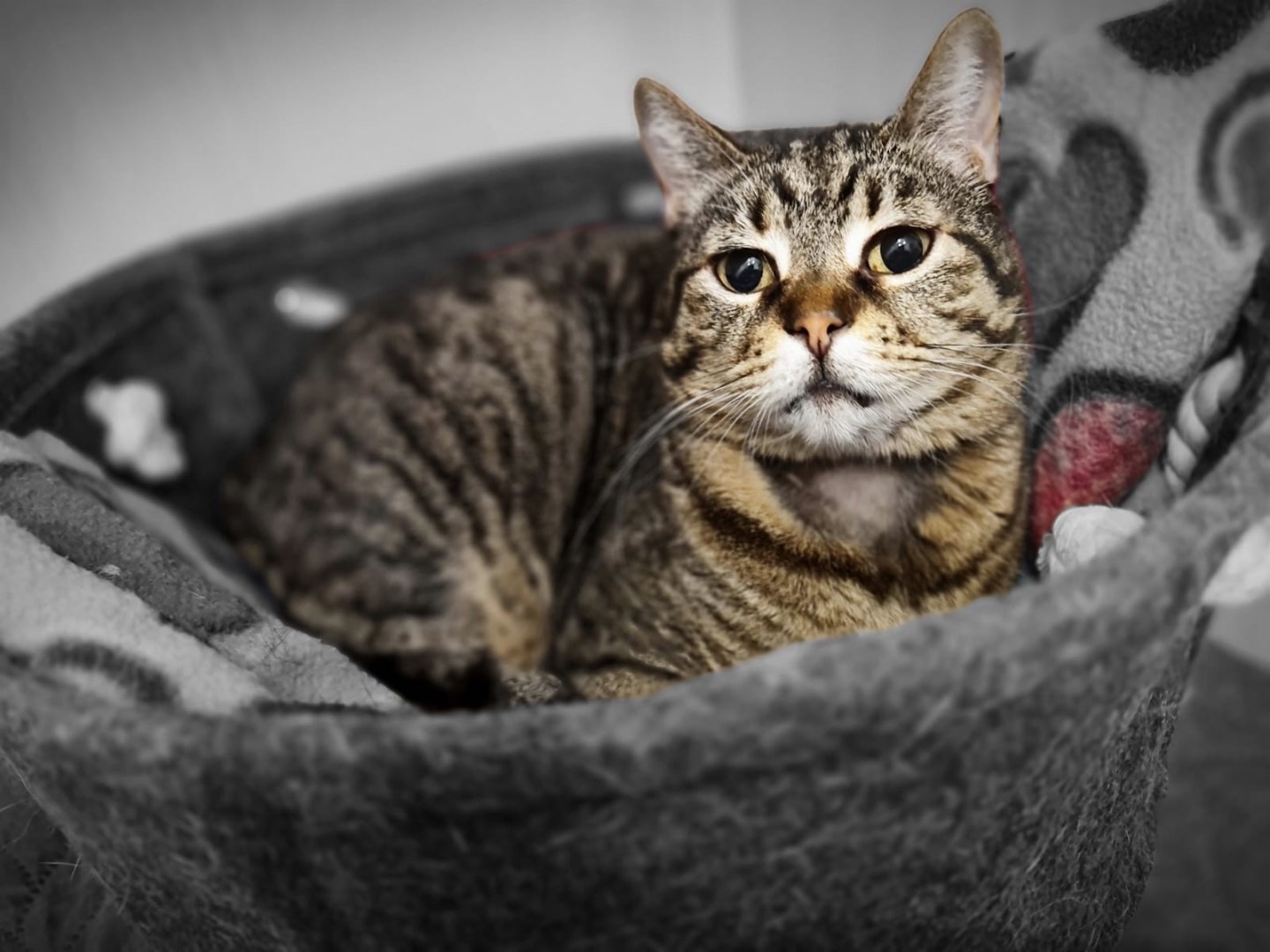 Adozione gatto, femmina, Razza sconosciuta Razza sconosciuta, 5 anni e 5 mesi, taglia non valida, Lecco