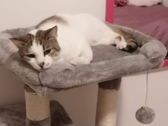 Adozione gatto, femmina, Razza sconosciuta Razza sconosciuta, 6 anni e 2 mesi, taglia non valida, Lecco