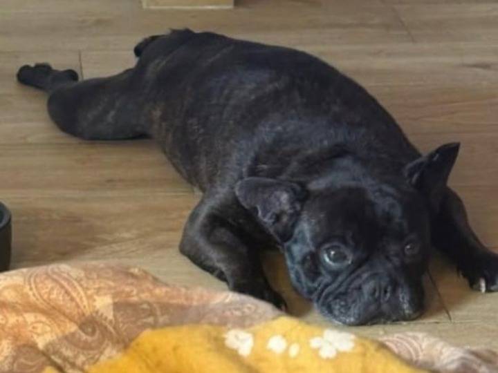 Adozione cane, maschio, Bulldog francese Razza sconosciuta, 5 anni e 1 mese, taglia media, Milano