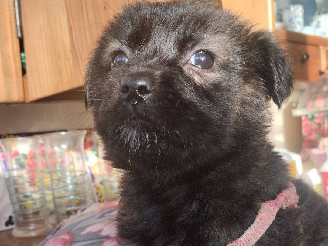 Adozione cane, femmina, Volpino di Pomerania Border Collie, 3 mesi, taglia piccola, Vibo