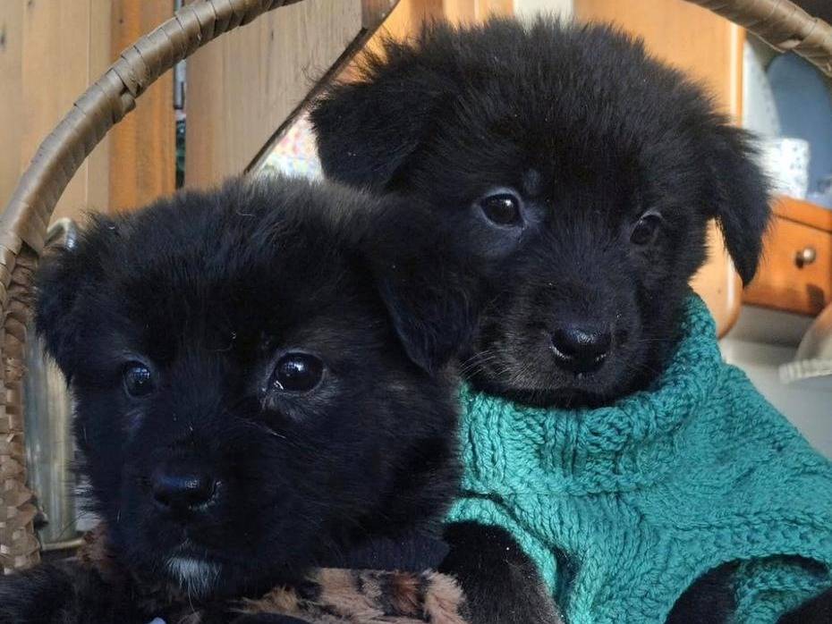 Adotta un cane, femmina, 3 mesi, Vibo