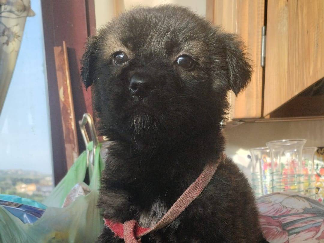 Vuoi adottare un cane a Vibo?