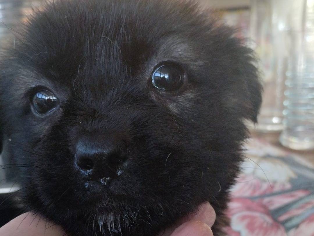 Adotta il cane ANIKA a Vibo