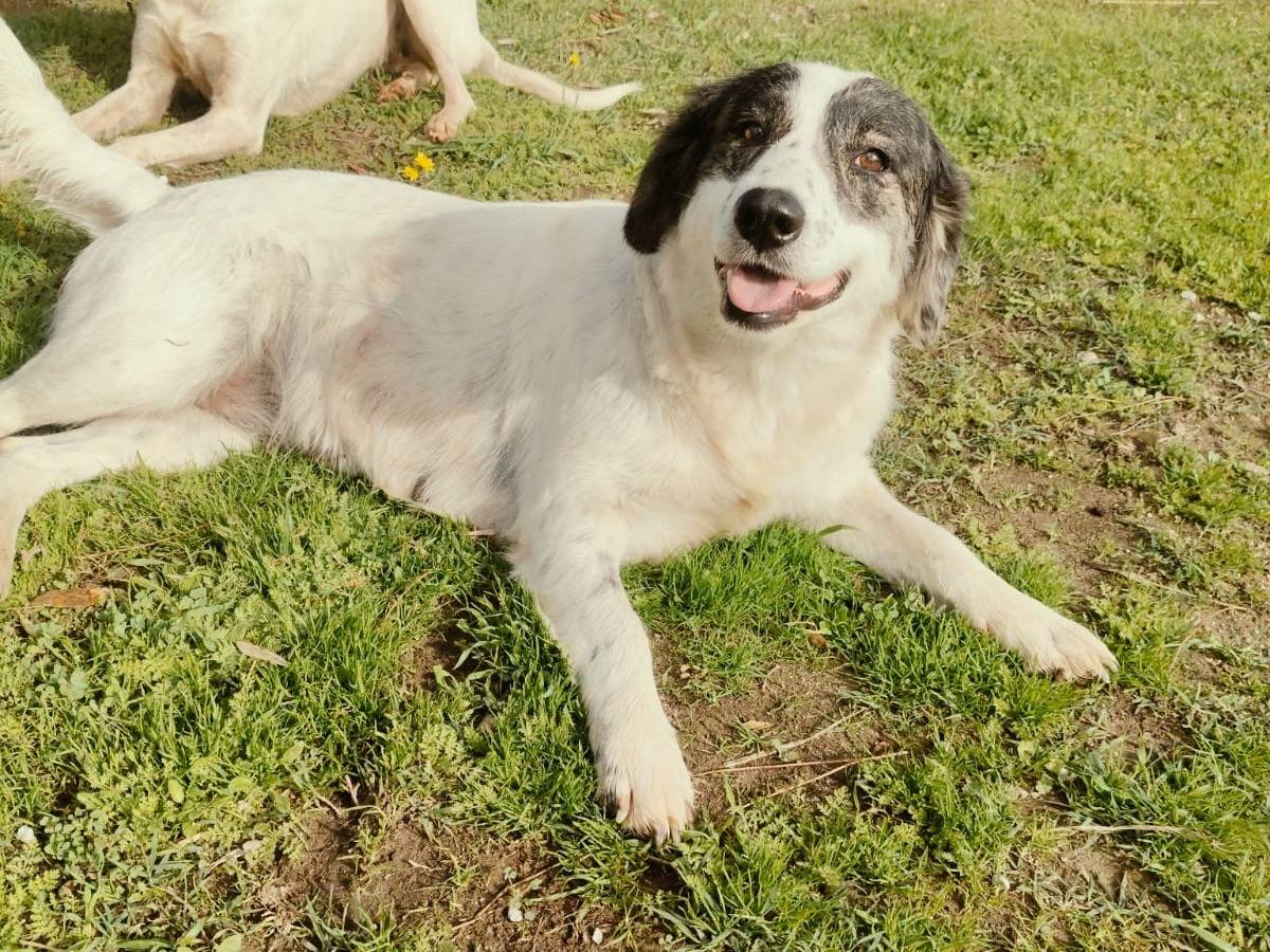 Adozione cane, femmina, Segugio Border Collie, 1 anno e 10 mesi, taglia media, Vibo