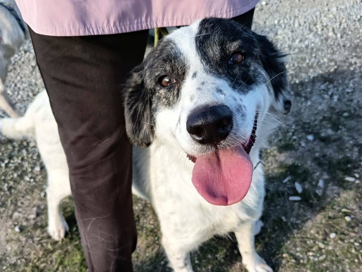 Adotta un cane, taglia media, femmina, Vibo