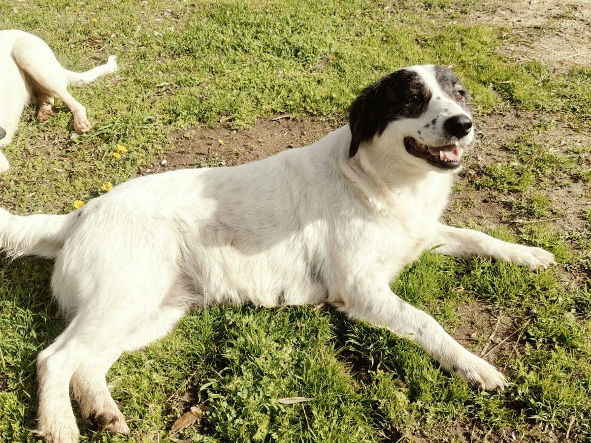 Vuoi adottare un cane a Vibo?