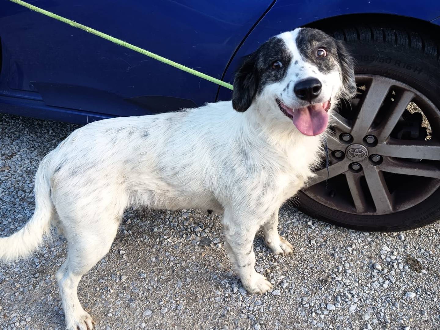 Adotta il cane QUEEN a Vibo