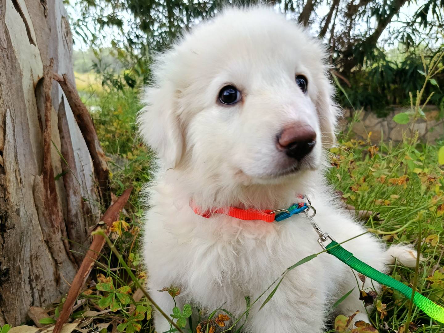 Adozione cane, femmina, Razza sconosciuta Razza sconosciuta, 2 mesi, taglia media, Siracusa