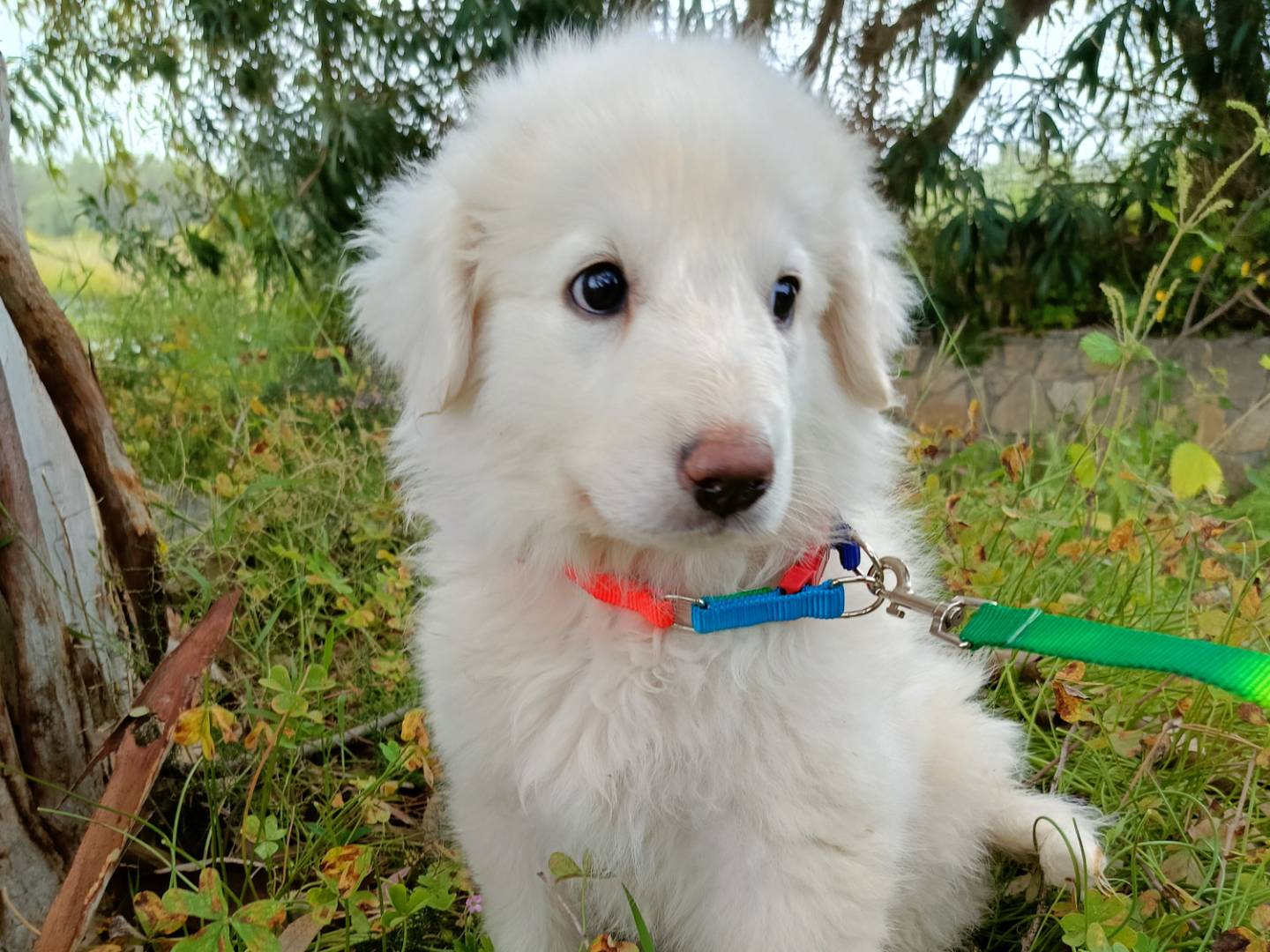 Adotta un cane, taglia media, femmina, Siracusa