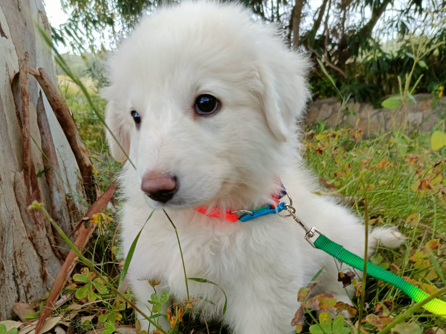 Vuoi adottare un cane a Siracusa?