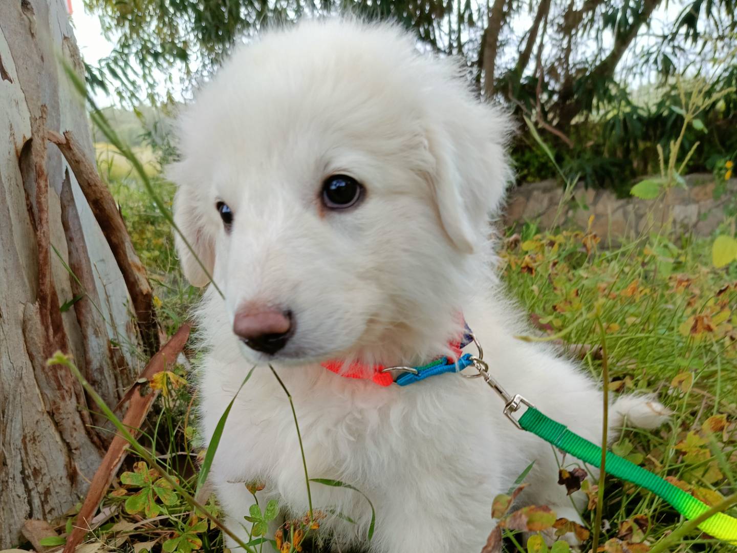 Adotta il cane OLIVIA a Siracusa