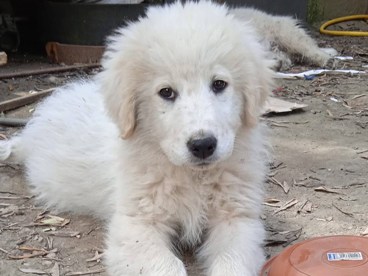 Adotta un cane, maschio, 2 mesi, Avellino