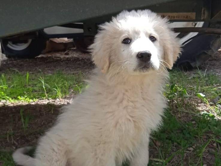Adozione cane, maschio, Razza sconosciuta Razza sconosciuta, 1 mesi, taglia media, Avellino