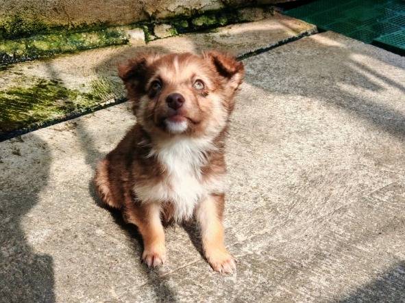 Adozione cane, femmina, Razza sconosciuta Razza sconosciuta, 3 mesi, taglia piccola, Benevento