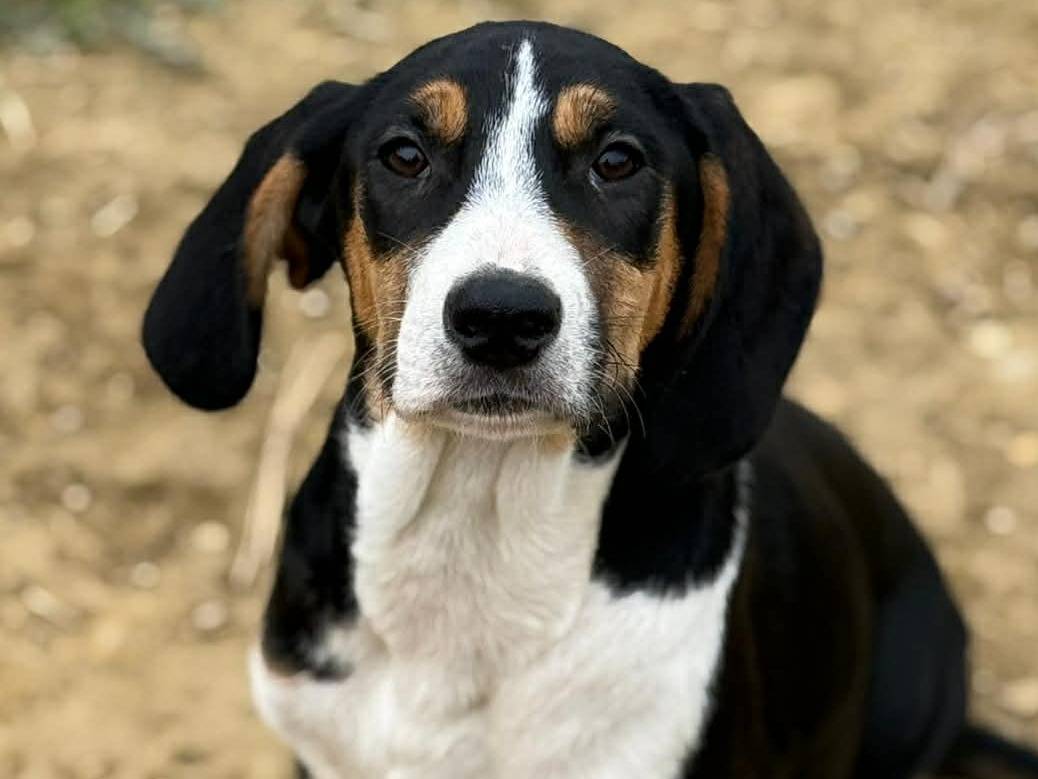 Adotta un cane, taglia media, maschio, Firenze