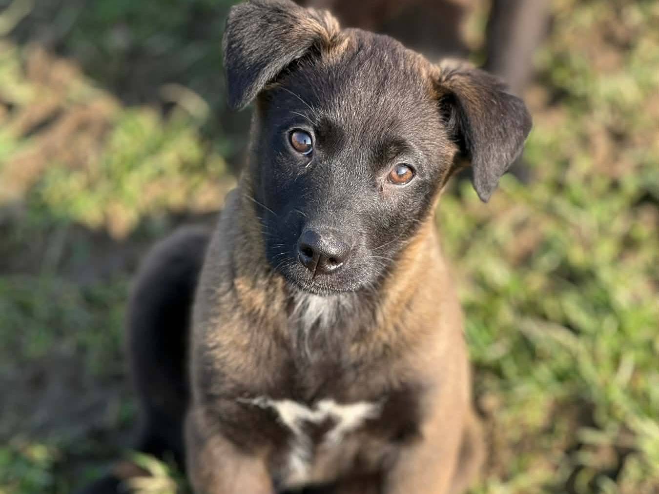 Adotta un cane, taglia media, maschio, Firenze