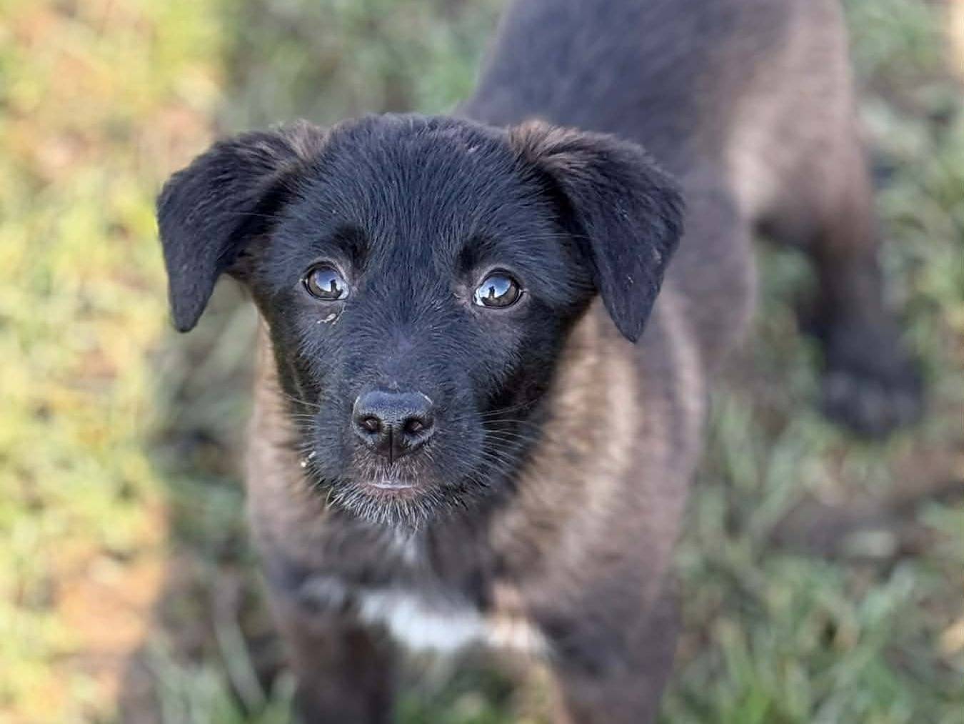 Adotta il cane STEEL e SILVER a Firenze