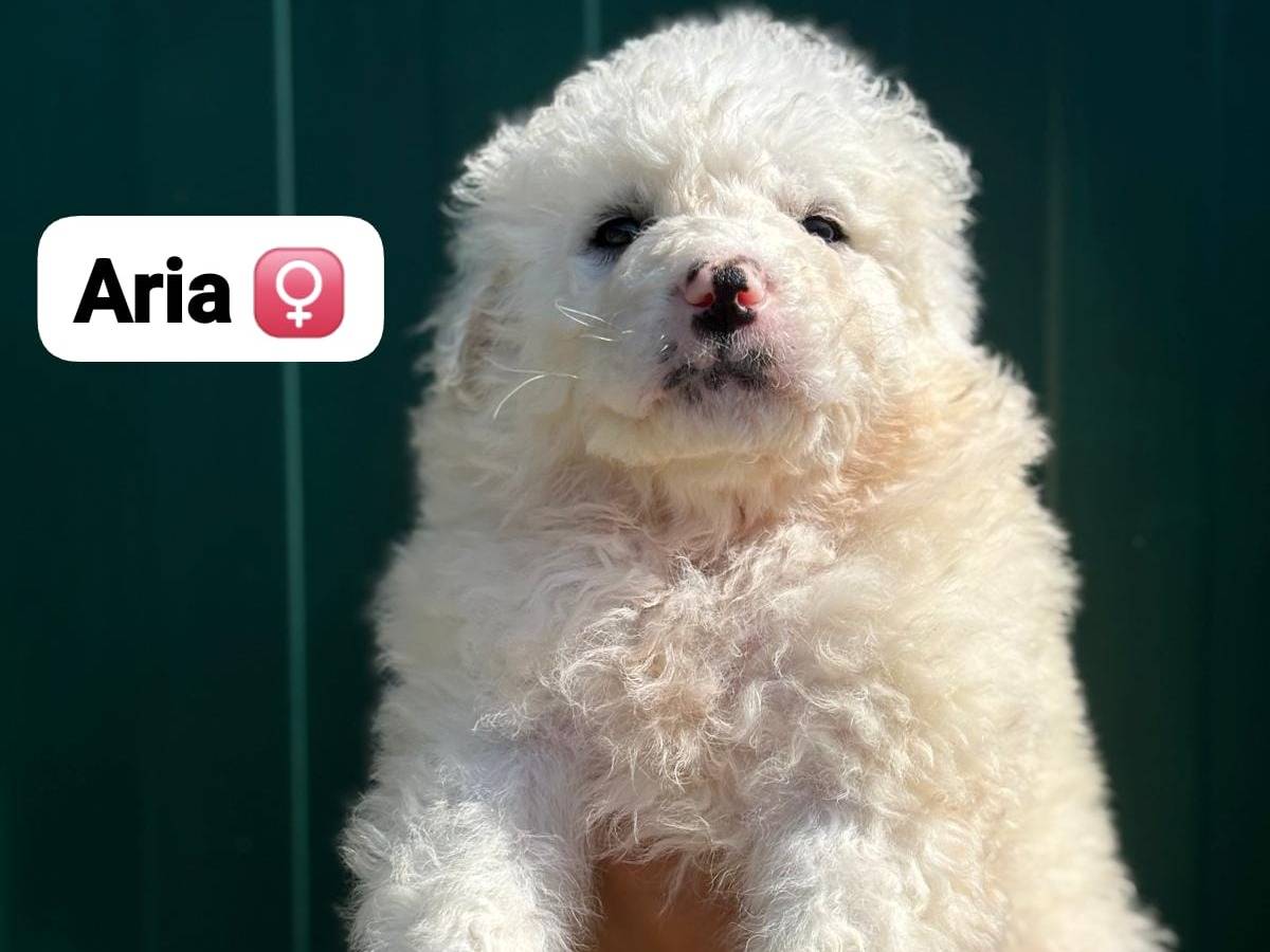 Adozione cane, femmina, Pastore maremmano Razza sconosciuta, 2 mesi, taglia grande, Pisa