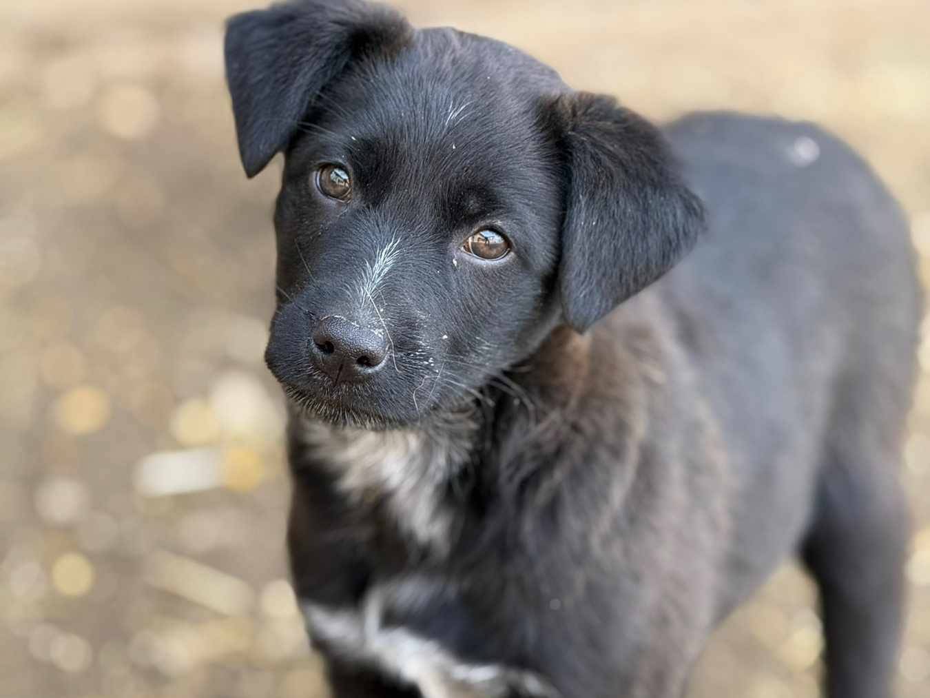 Adozione cane, maschio, Razza sconosciuta Razza sconosciuta, 4 mesi, taglia media, Firenze