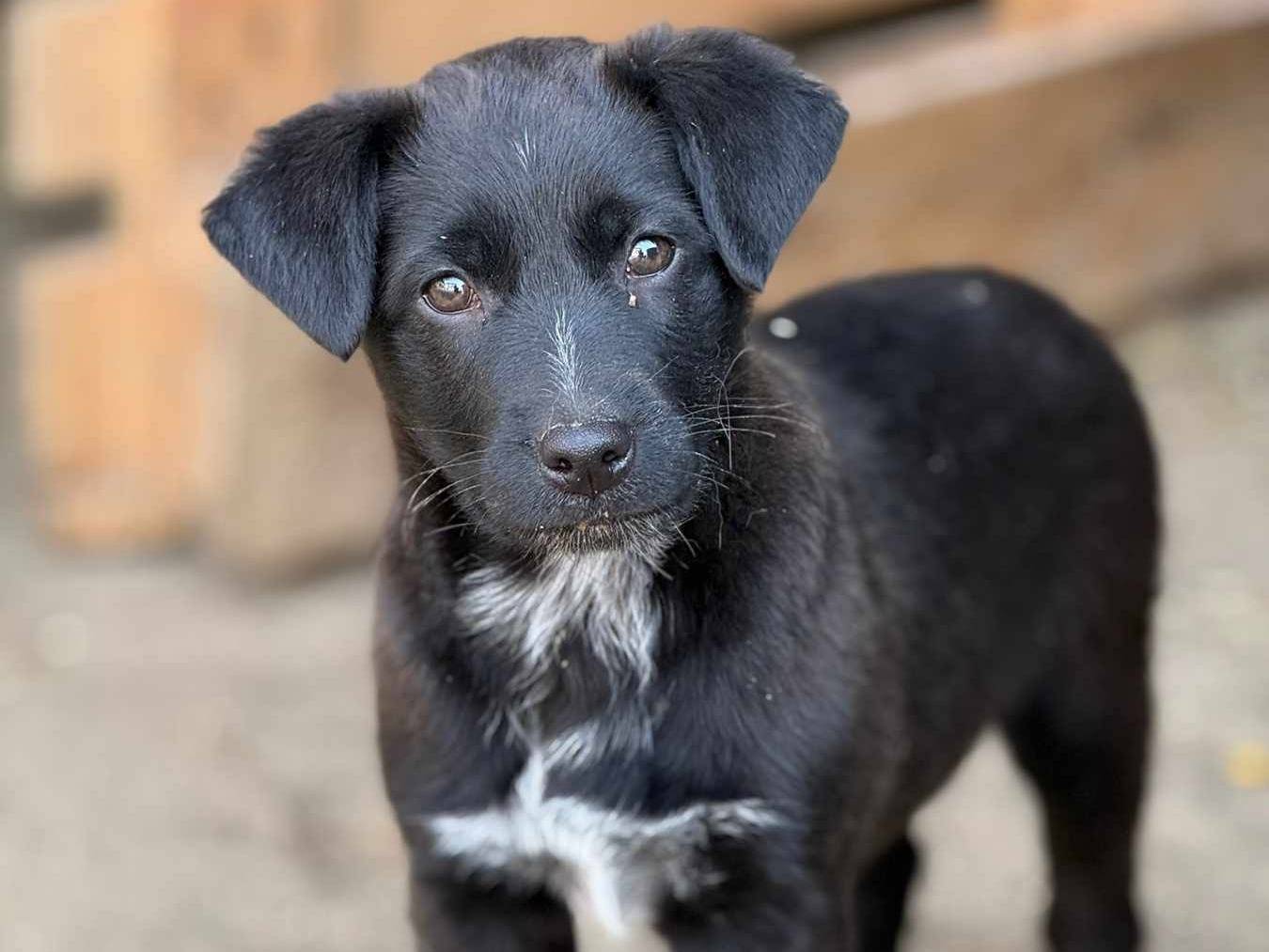 Adotta un cane, maschio, 4 mesi, Firenze