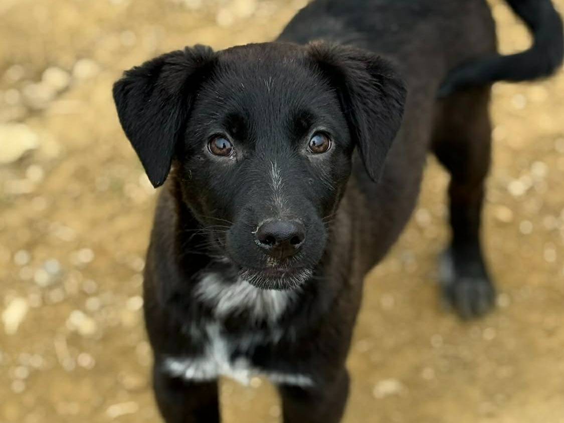 Adotta un cane, taglia media, maschio, Firenze
