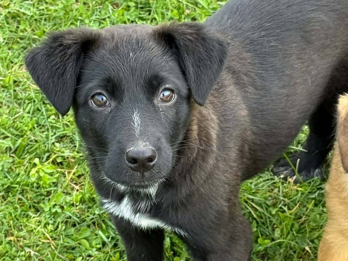 Vuoi adottare un cane a Firenze?