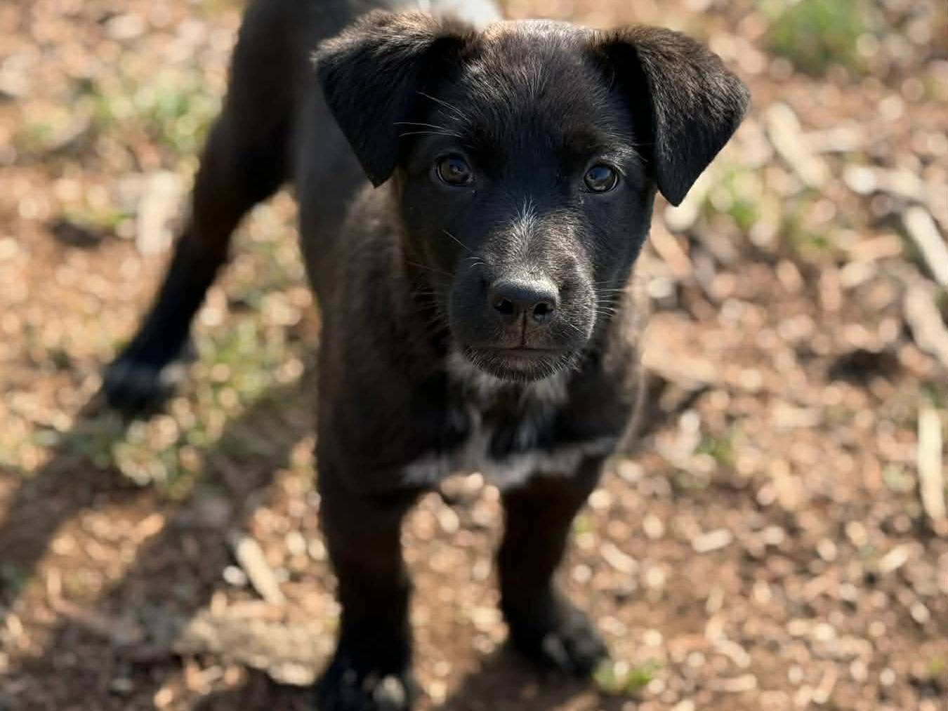 Adotta il cane SILAS a Firenze