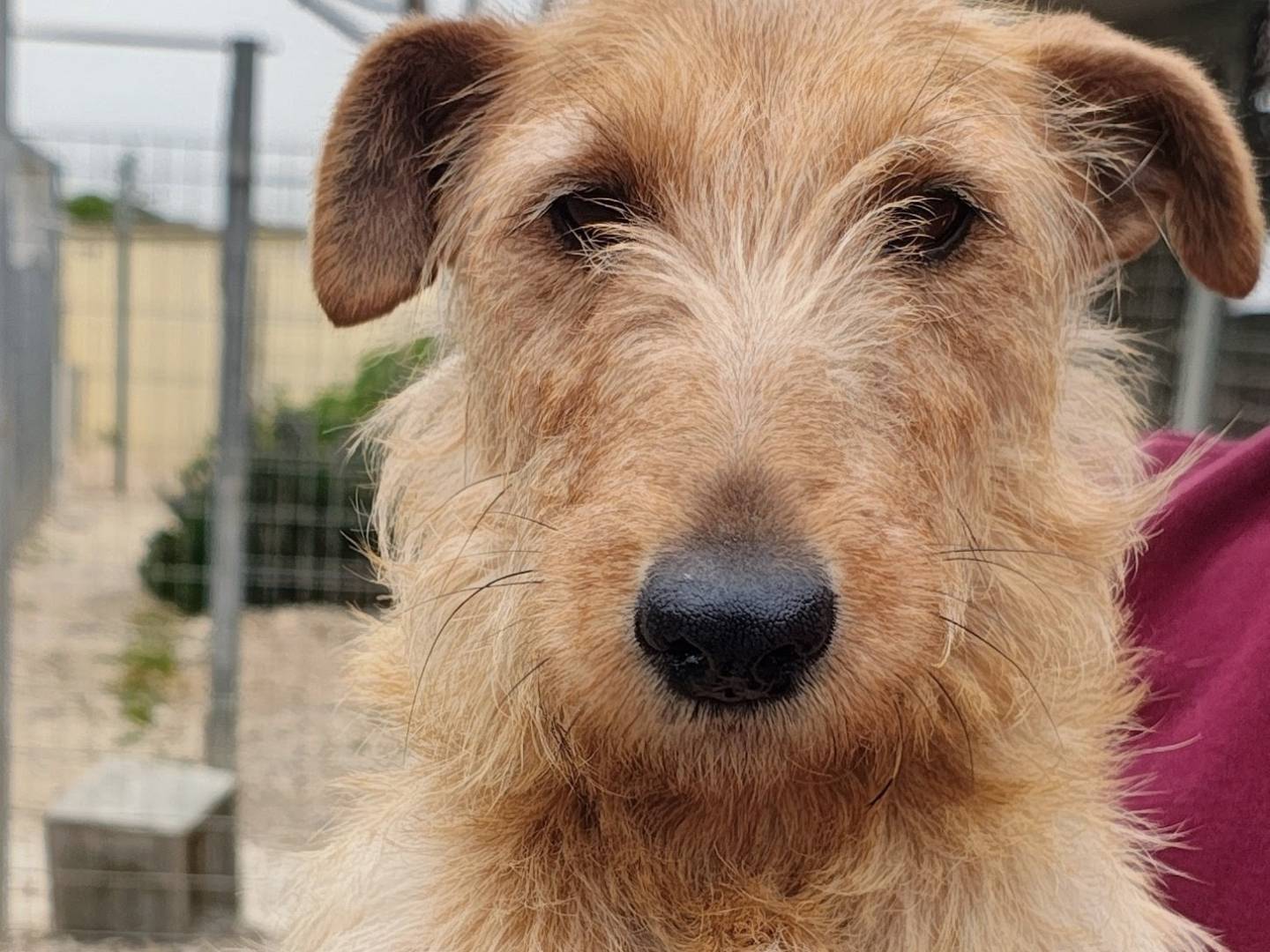 Adozione cane, femmina, Razza sconosciuta Razza sconosciuta, 1 anno e 1 mese, taglia piccola, Bari