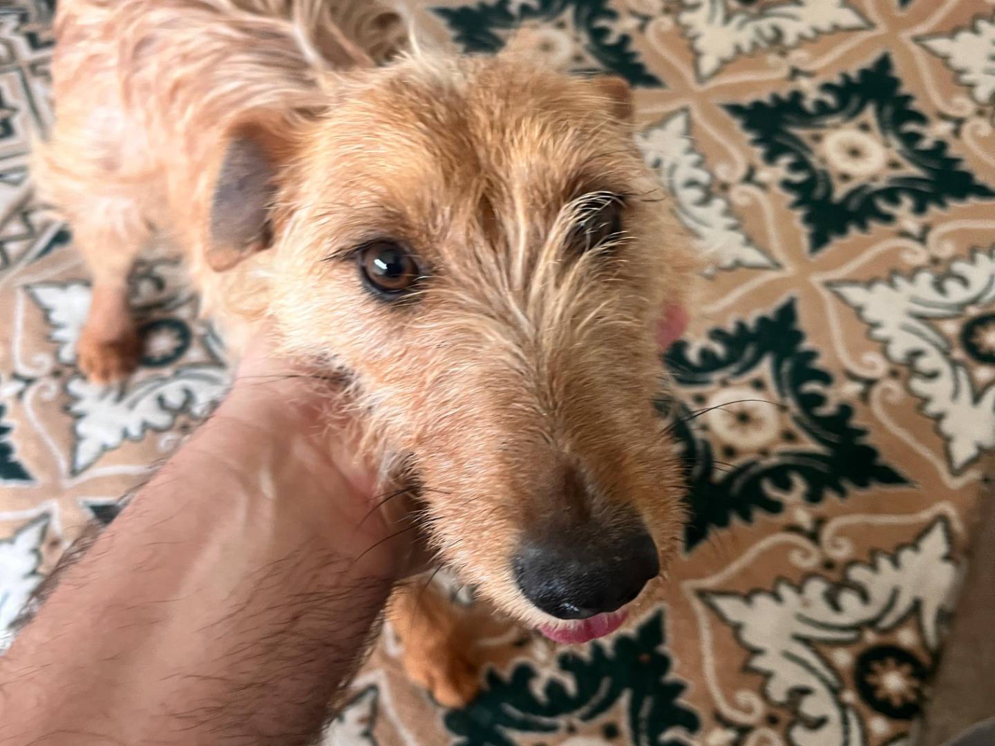 Adotta un cane, femmina, 1 anno e 1 mese, Bari