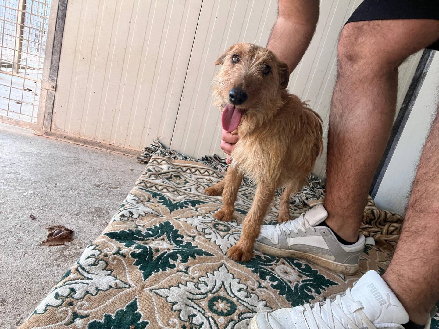 Adotta un cane, taglia piccola, femmina, Bari