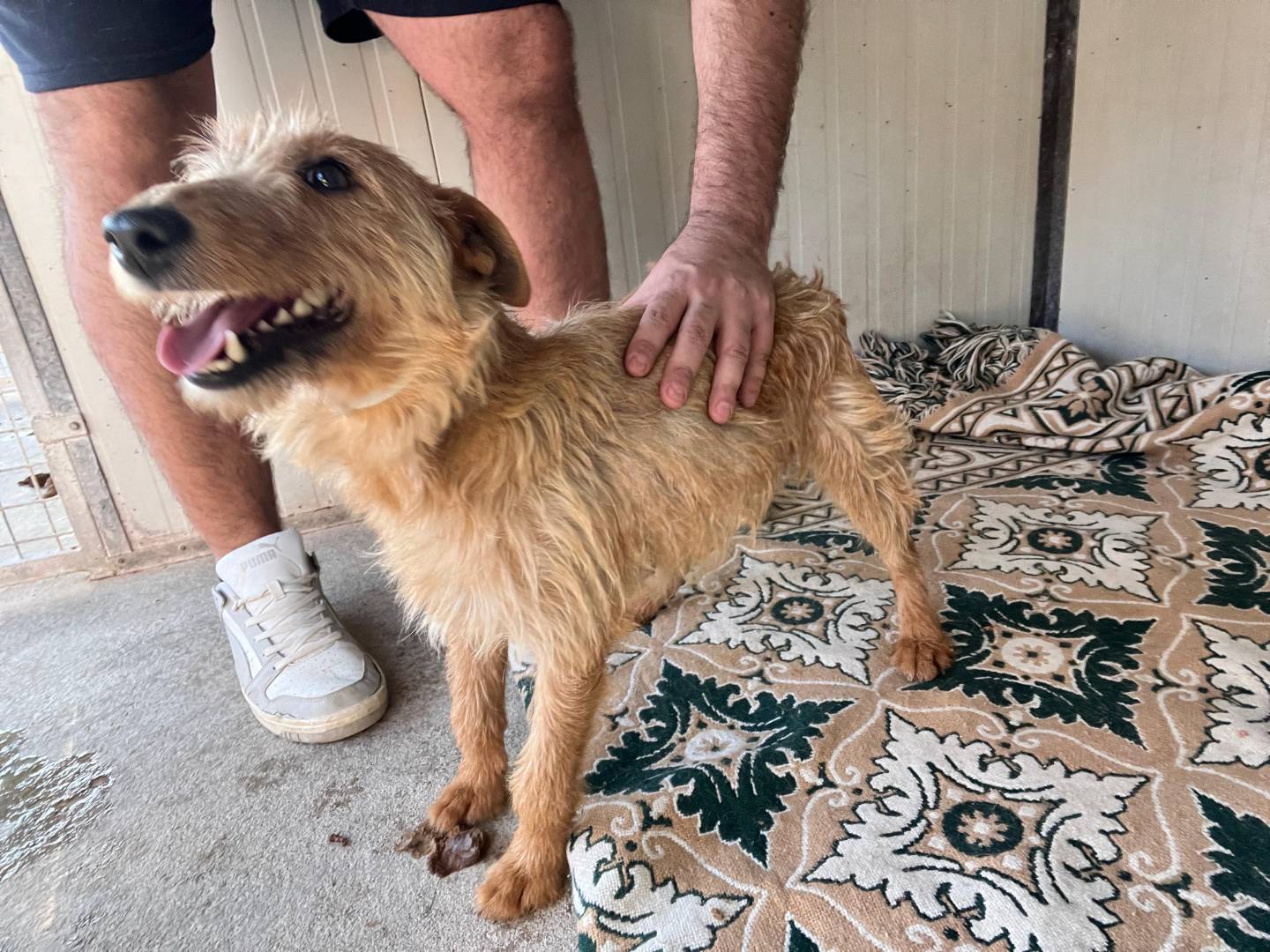 Vuoi adottare un cane a Bari?