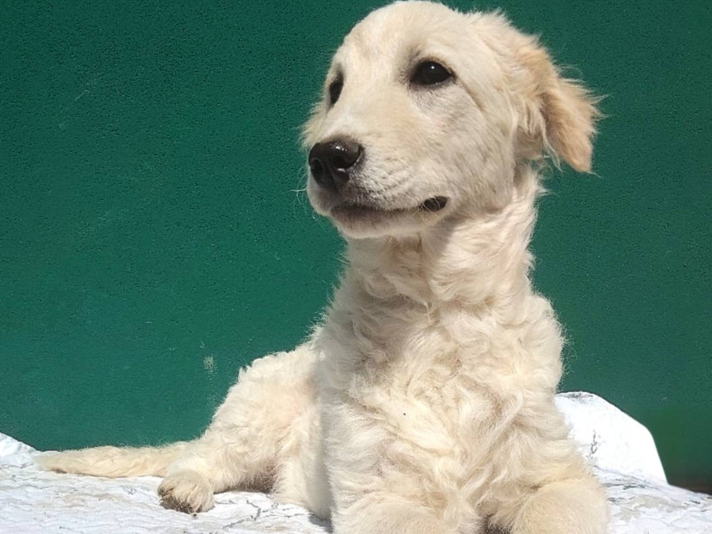 Adozione cane, femmina, Razza sconosciuta Razza sconosciuta, 3 mesi, taglia media contenuta, Bergamo