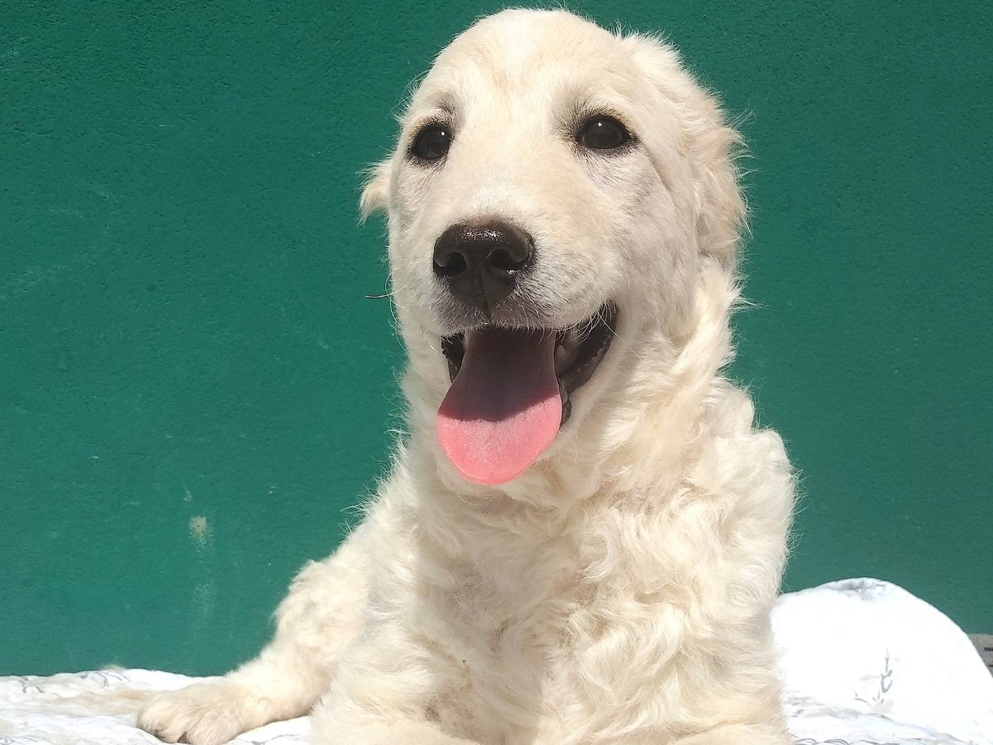 Adotta un cane, femmina, 3 mesi, Bergamo