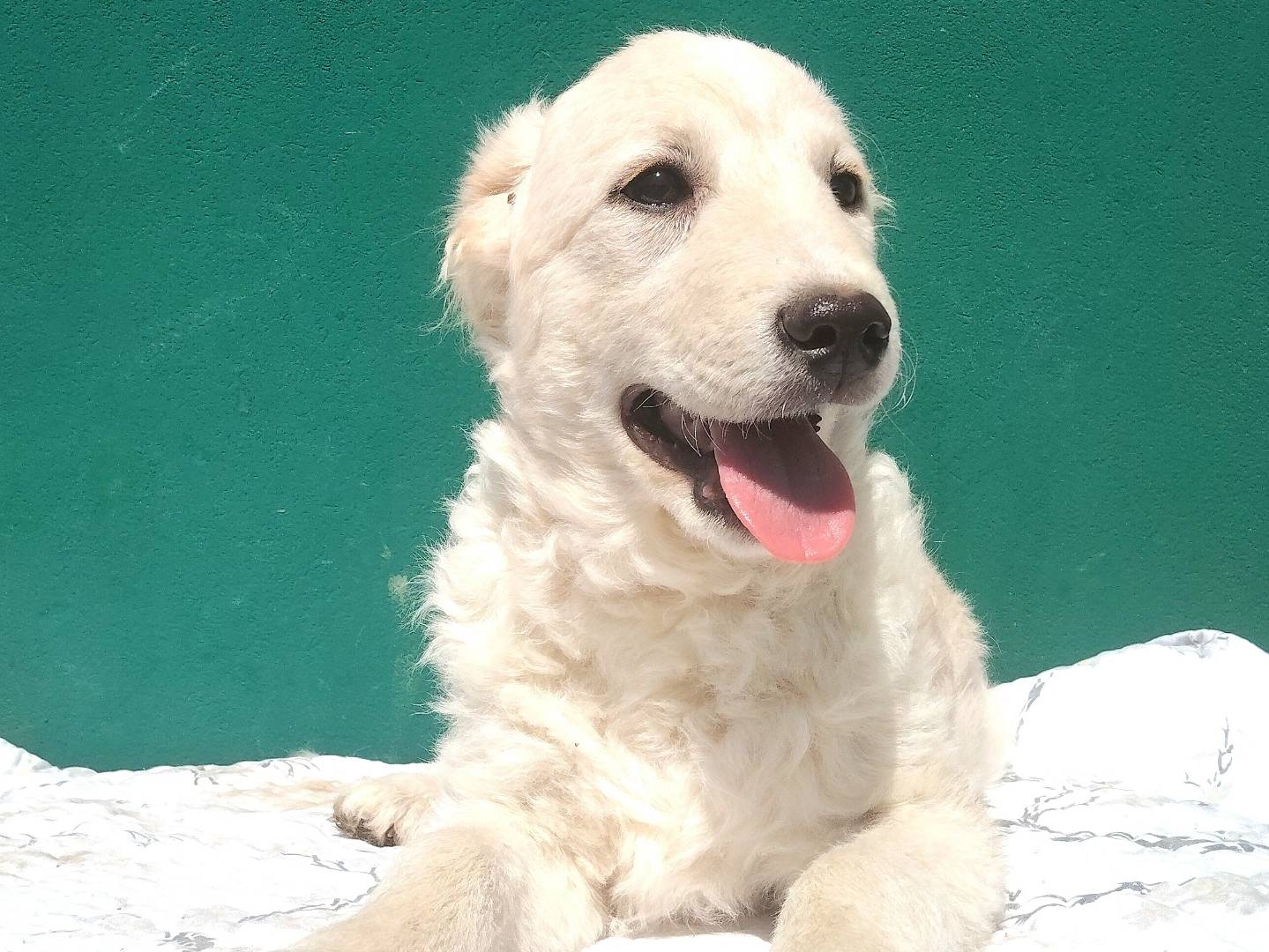 Adotta un cane, taglia media contenuta, femmina, Bergamo