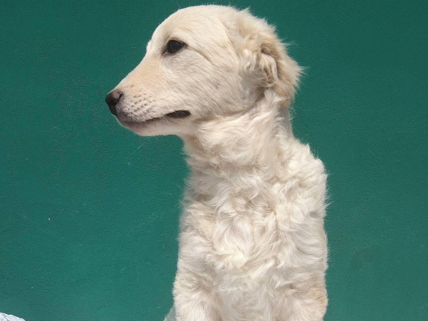 Vuoi adottare un cane a Bergamo?