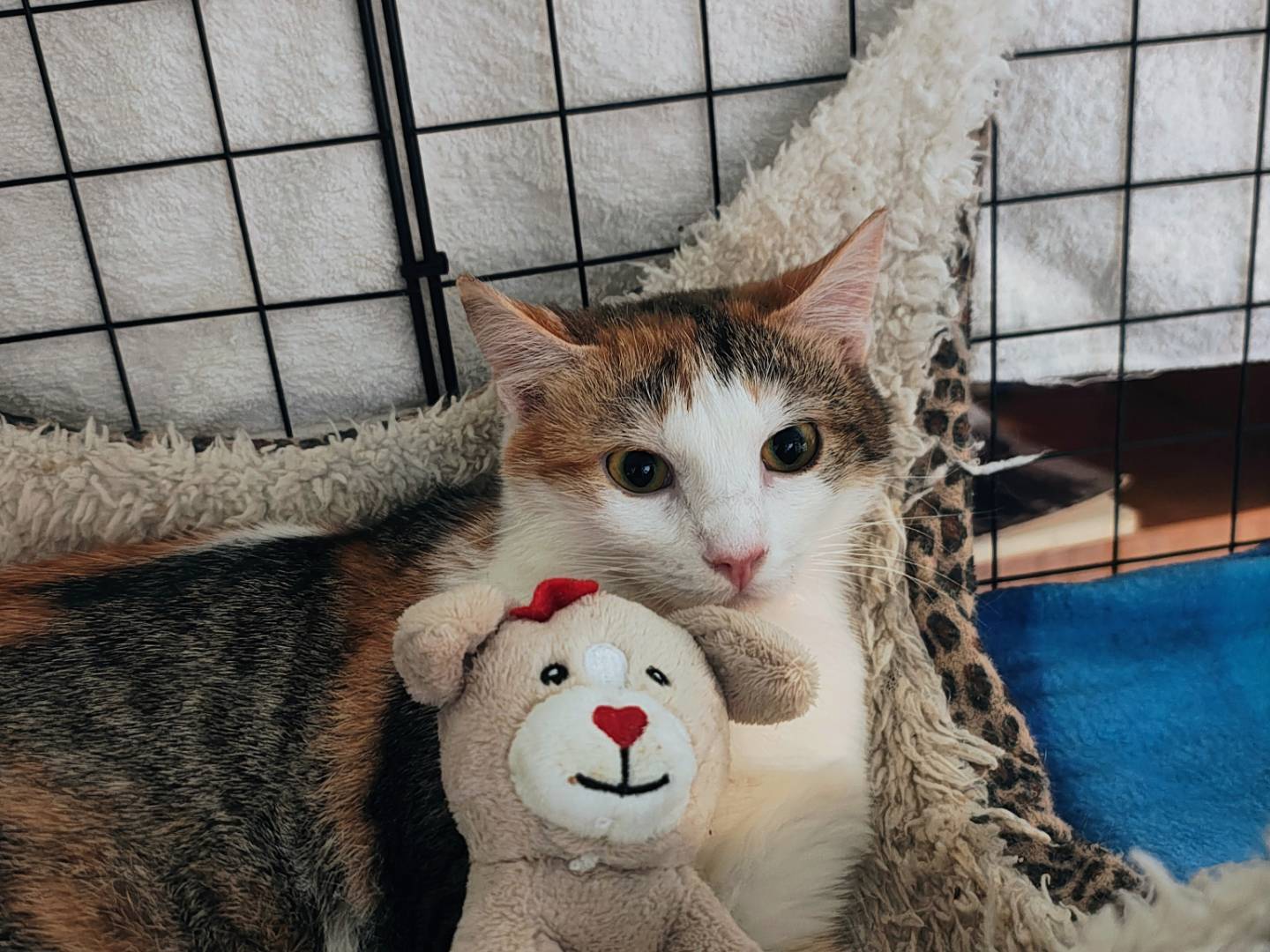 Adozione gatto, femmina, Razza sconosciuta Razza sconosciuta, 10 mesi, taglia non valida, Bari