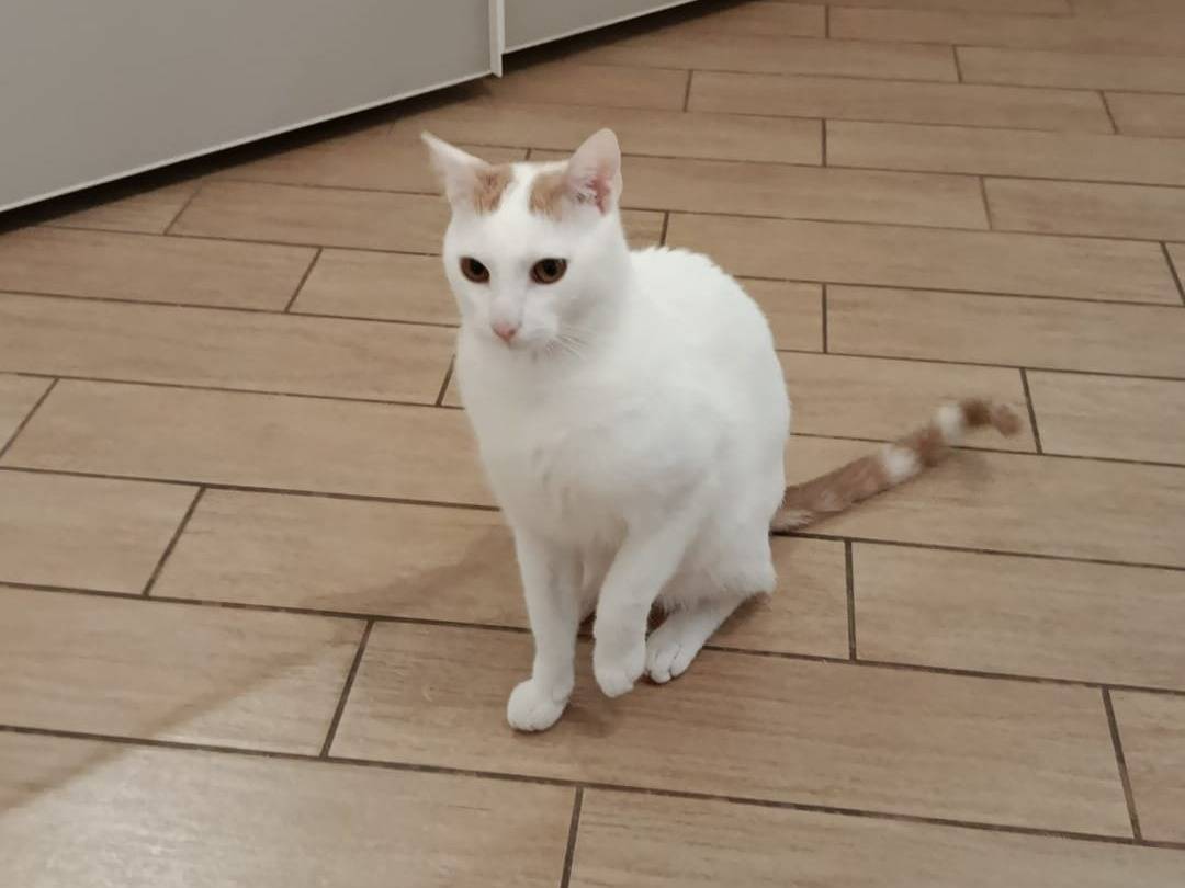 Adozione gatto, maschio, Razza sconosciuta Razza sconosciuta, 11 mesi, taglia non valida, Bari