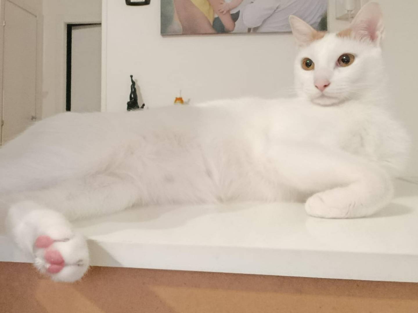 Adotta un gatto, maschio, 11 mesi, Bari