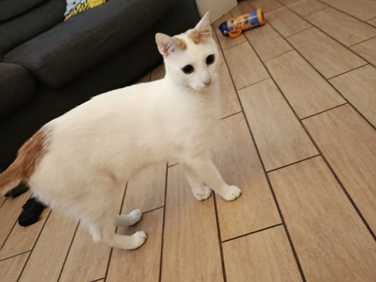 Adotta un gatto, taglia non valida, maschio, Bari