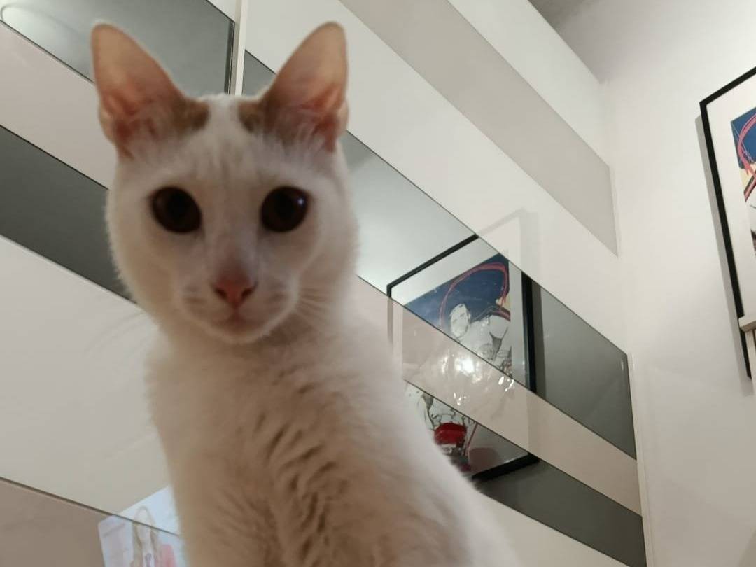 Vuoi adottare un gatto a Bari?