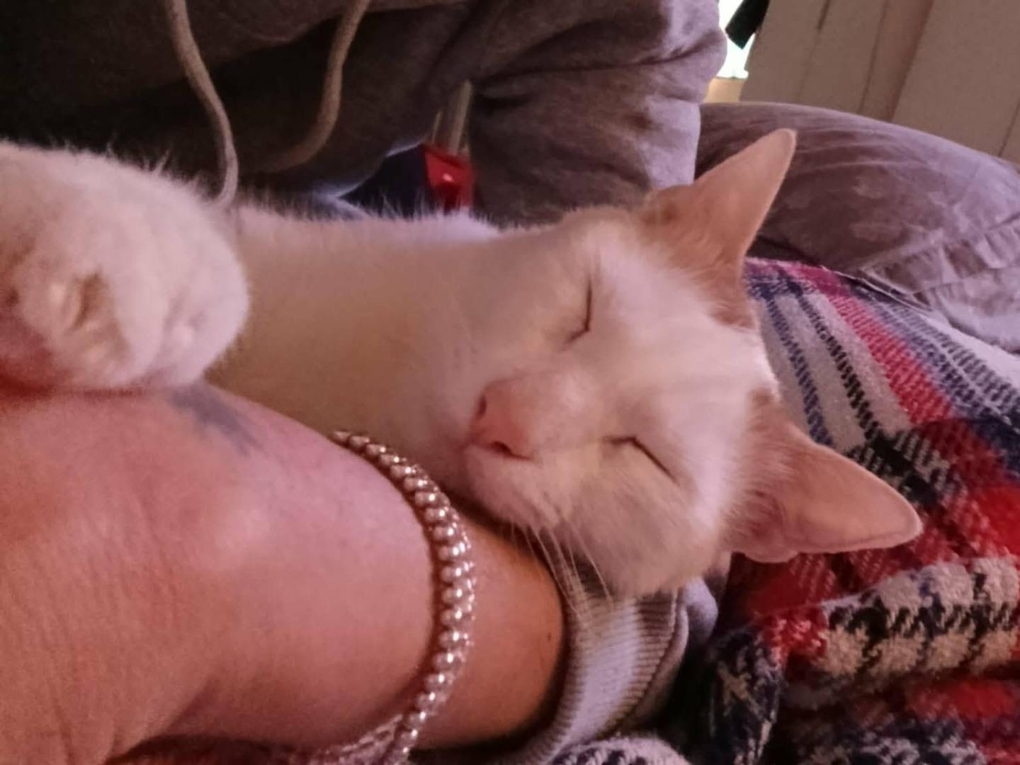 Adotta il gatto Zury a Bari