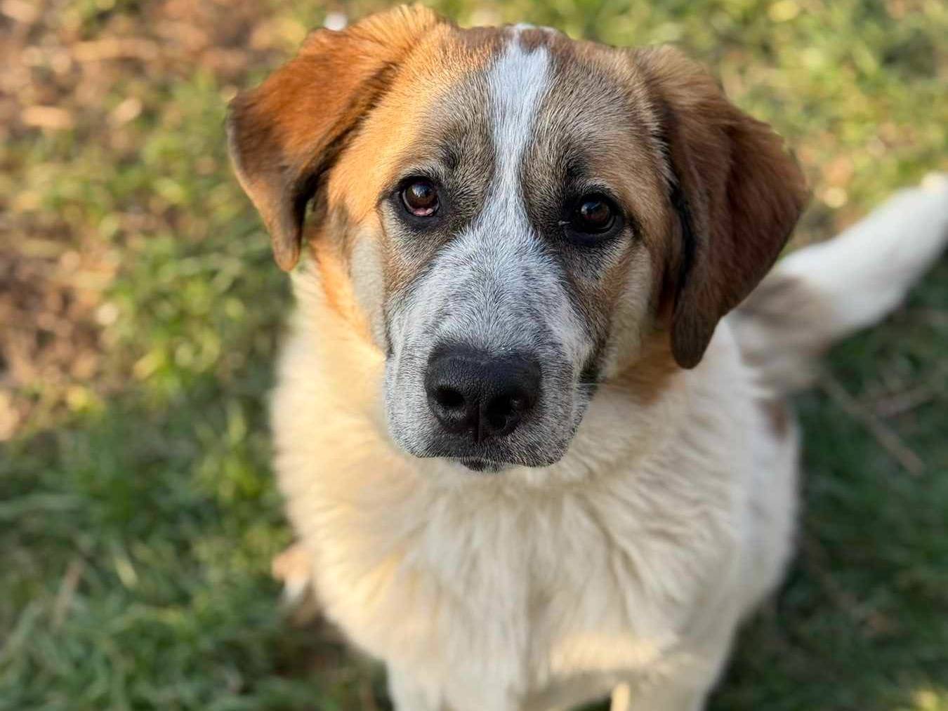 Adozione cane, maschio, Pastore tedesco Razza sconosciuta, 7 mesi, taglia grande, Firenze