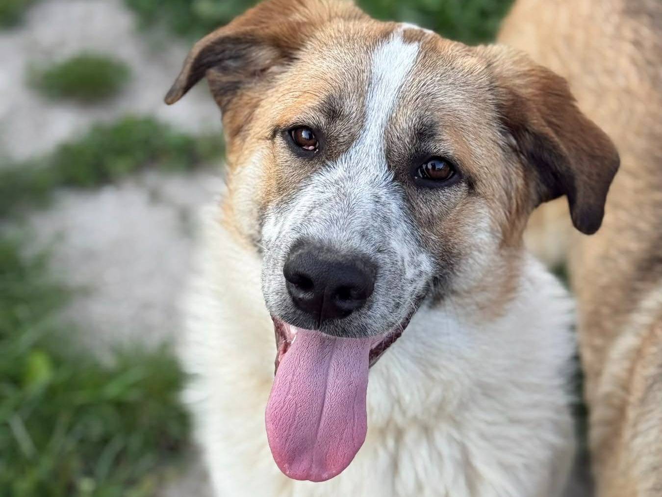 Adotta un cane, maschio, 7 mesi, Firenze