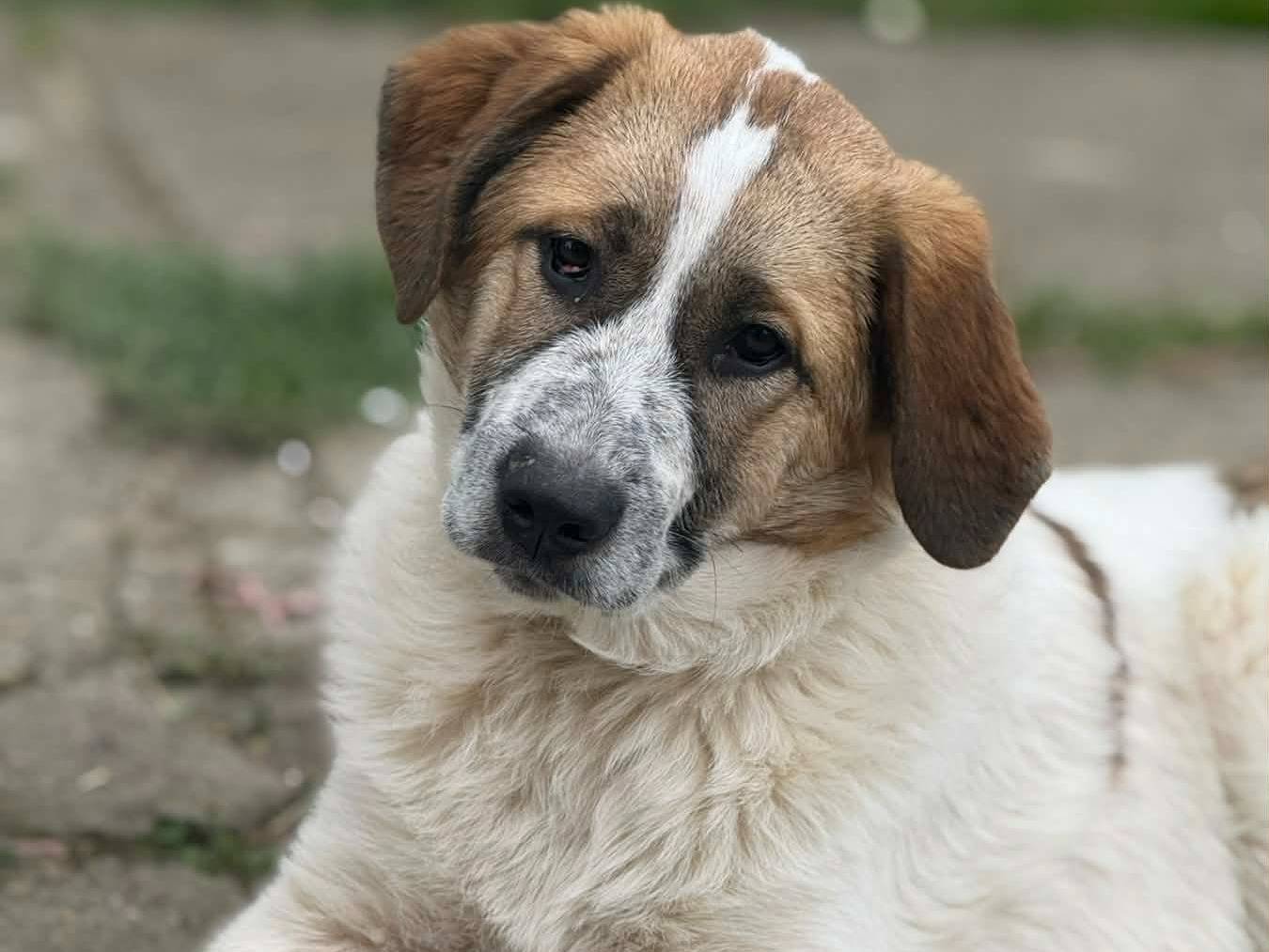 Adotta un cane, taglia grande, maschio, Firenze
